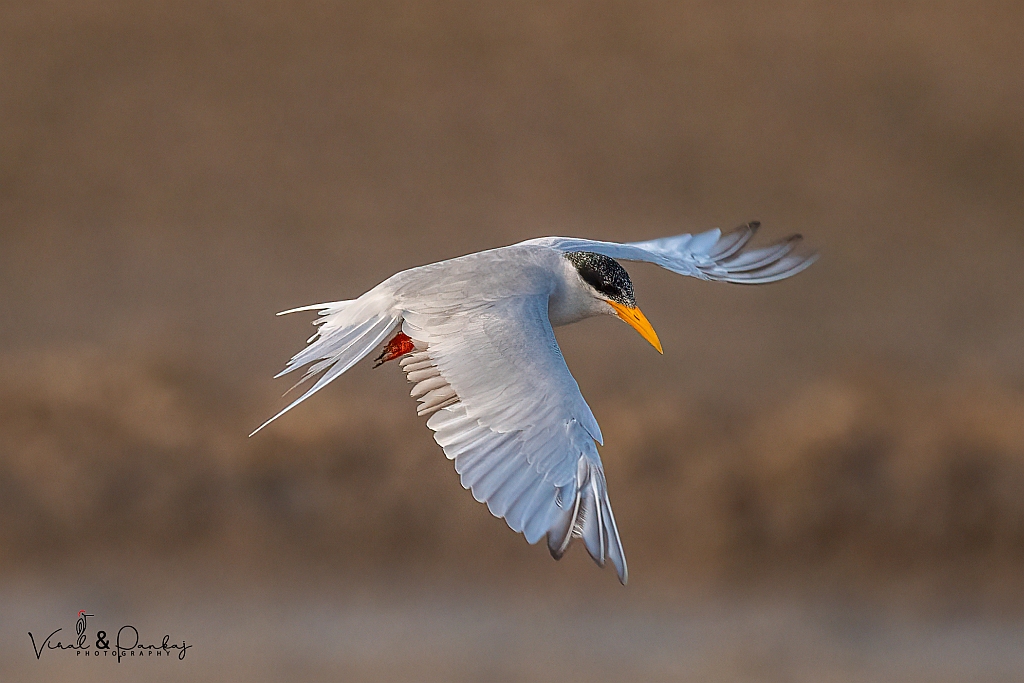 River Tern